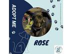 Rose Yorkie, Yorkshire Terrier Adult Female