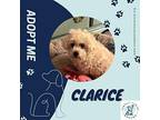 Clarice Poodle (Miniature) Senior Female
