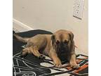 Great Dane Puppy for sale in Seagoville, TX, USA