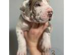Great Dane Puppy for sale in Moselle, MS, USA