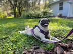 Adopt Gertie a Tan/Yellow/Fawn Pug / Mixed dog in Hernando, FL (37209933)