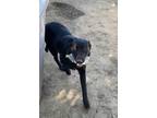 Adopt Junior a Black German Shepherd Dog / Labrador Retriever / Mixed dog in