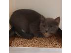 Adopt RHVA-Stray-rh656 a Gray or Blue Domestic Shorthair / Mixed cat in