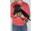 Adopt Hank a Black - with Tan, Yellow or Fawn German Shepherd Dog / Australian