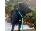 Adopt Cindy a Black Spaniel (Unknown Type) / Mixed dog in Muscatine