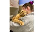Adopt Doodle Bug a Orange or Red (Mostly) Domestic Shorthair / Mixed cat in West