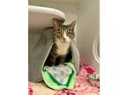Adopt Brianna a Calico or Dilute Calico Domestic Shorthair / Mixed (short coat)