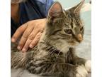 Adopt Tabby a Calico or Dilute Calico Calico / Mixed (medium coat) cat in Heath