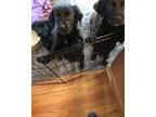 Adopt Lab Pups a Black Labrador Retriever / Mixed dog in Seville, OH (37209621)
