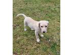 Adopt Adams a Tan/Yellow/Fawn Labrador Retriever / Mixed dog in Seattle