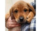 Adopt Foreman a Brown/Chocolate Labrador Retriever / Shepherd (Unknown Type) /