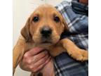 Adopt Leo a Brown/Chocolate Labrador Retriever / Shepherd (Unknown Type) / Mixed