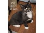 Adopt Tater a Black & White or Tuxedo Domestic Shorthair (short coat) cat in