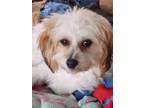 Adopt Madeline (Pookie) a White - with Tan, Yellow or Fawn Cavalier King Charles