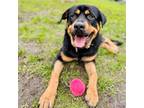 Adopt Zuko (ID# 55945) a Rottweiler / Mixed dog in Oakland, CA (37207497)