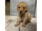 Golden Retriever Puppy