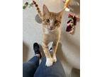 Adopt Thumbs a Orange or Red Domestic Shorthair / Domestic Shorthair / Mixed cat