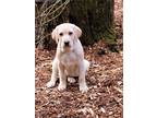 Adopt Stuart a Tan/Yellow/Fawn Labrador Retriever / Mixed dog in Seattle