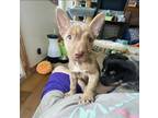 Adopt Izumi a Tan/Yellow/Fawn Mastiff / American Pit Bull Terrier dog in