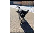 Adopt Blackie a Black - with Gray or Silver Blue Heeler dog in Colorado Springs