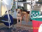 Adopt Jackson a Red/Golden/Orange/Chestnut - with White Redbone Coonhound /