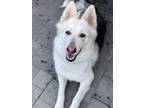 Adopt Gizmo a White German Shepherd Dog / Siberian Husky dog in Pleasant Hill