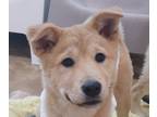 Adopt Isabella a Jindo / Mixed dog in San Ramon, CA (37206542)