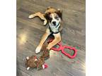 Adopt Chipmunk a Brown/Chocolate - with Tan Australian Cattle Dog / Mixed dog in