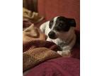 Adopt Abby a White - with Black Rat Terrier / Mixed dog in Lockport