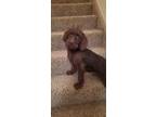 Adopt Hershey a Brown/Chocolate Labradoodle / Mixed dog in Sandy, UT (37207340)