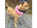 Adopt Roxie SCAS a Tan/Yellow/Fawn - with White Dachshund / Mixed dog in