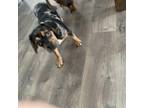 Adopt Baci a Black Pug / Beagle / Mixed dog in St. Charles, IL (37207086)