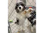 Adopt Charlie a Spaniel (Unknown Type) / Poodle (Standard) / Mixed dog in