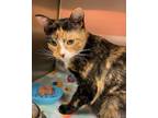 Adopt Jasmine a Domestic Shorthair / Mixed (short coat) cat in Logan