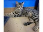 Adopt MC a Domestic Shorthair / Mixed (short coat) cat in Logan, UT (37206905)