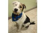 Adopt Tramp (Charlie) a Airedale Terrier / Cattle Dog / Mixed dog in Logan