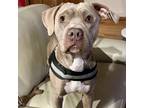 Adopt Quito a Tan/Yellow/Fawn American Pit Bull Terrier / Mixed Breed (Medium) /
