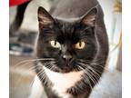Adopt Chia a Domestic Shorthair / Mixed (short coat) cat in Brigham City -