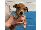 Adopt Stymie a Terrier (Unknown Type, Medium) / Mixed dog in Rocky Mount