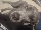 Adopt Meelady a Gray/Blue/Silver/Salt & Pepper Cane Corso / Rottweiler dog in