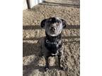 Adopt Stormy a Labrador Retriever dog in Cortland, NY (37203365)