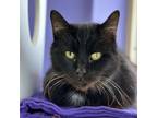 Adopt Allegro a All Black Domestic Shorthair / Mixed cat in Mankato