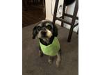 Adopt Black jack a Black - with Tan, Yellow or Fawn Cairn Terrier / Mixed dog in