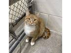 Adopt Walter a Orange or Red Domestic Shorthair / Mixed cat in Albert Lea