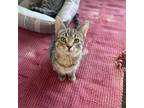Adopt Dani a Brown or Chocolate Domestic Shorthair / Mixed cat in Albert Lea