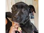 Adopt Ruby a Black Labrador Retriever / Boxer / Mixed dog in Metamora