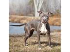 Adopt Alana Marie a Gray/Silver/Salt & Pepper - with Black Pit Bull Terrier /