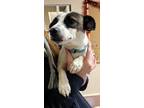 Adopt Kobe a Jack Russell Terrier / Mixed dog in Sprakers, NY (37206377)