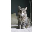 Adopt Indie a Brown Tabby Domestic Shorthair / Mixed (short coat) cat in