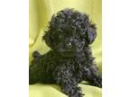 Tiny Baby-Doll Face Toy Poodle